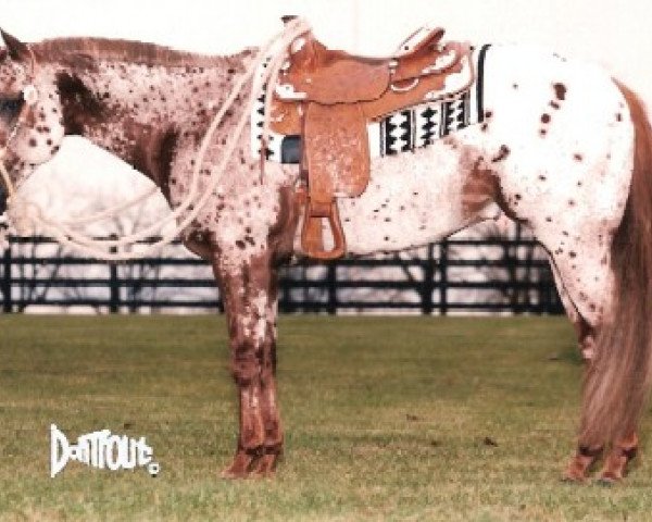 stallion Zippos Scotch Bar (Appaloosa, 1991, from Zippo Pine Bar)