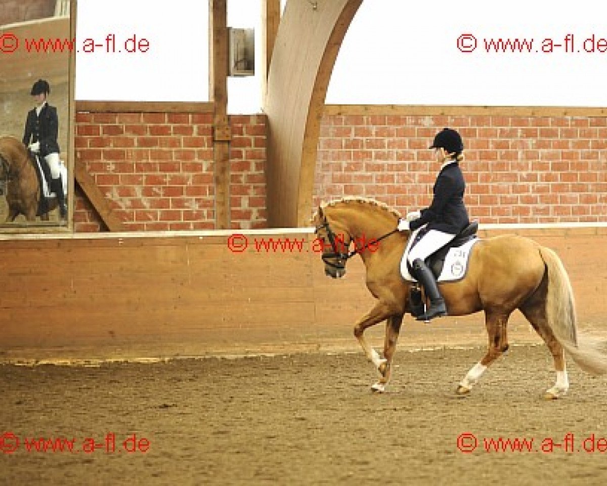 stallion Three-Stars Valino (German Riding Pony, 1998, from Dream Valvet)