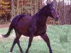 broodmare Rose Landaise (Oldenburg, 1987, from Ramino)