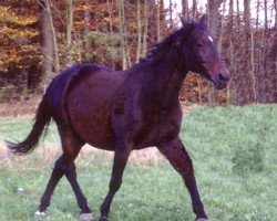 broodmare Rose Landaise (Oldenburg, 1987, from Ramino)