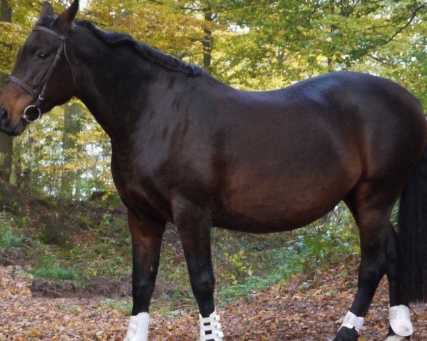 broodmare La Fe (Oldenburg, 2000, from Lord Sinclair I)