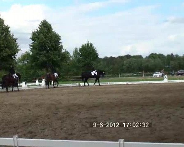 dressage horse Quirin 23 (Westphalian, 2007, from Quinta Real)