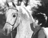 stallion Ansata Ibn Halima 1958 EAO (Arabian thoroughbred, 1958, from Nazeer 1934 RAS)