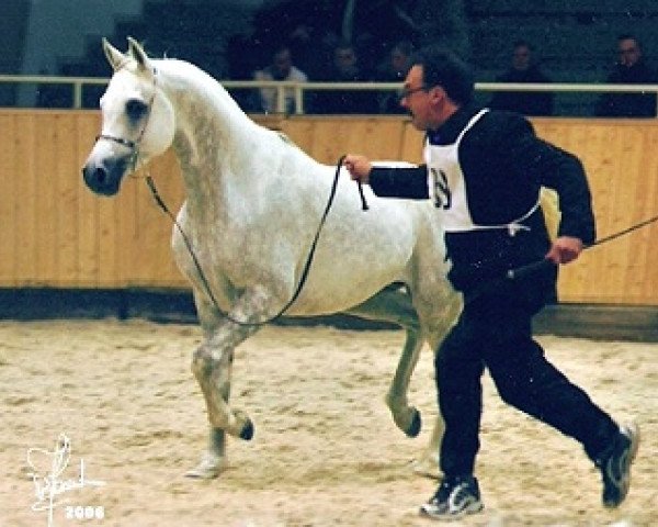 stallion El Sadeek Ibn Maysoun ox (Arabian thoroughbred, 2001, from Maysoun 1985 ox)