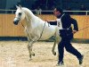 stallion El Sadeek Ibn Maysoun ox (Arabian thoroughbred, 2001, from Maysoun 1985 ox)