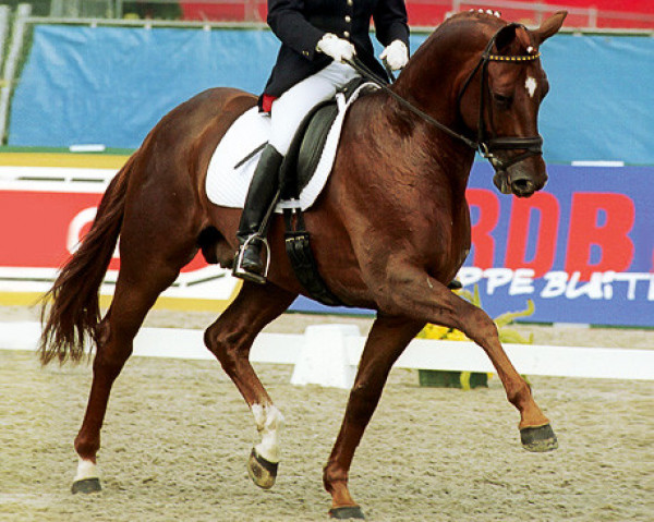 stallion Dimaggio (Hanoverian, 1995, from Don Primero)