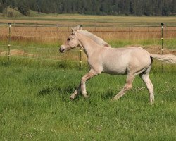 horse DD Joy (Fjord Horse, 2022, from Gio)