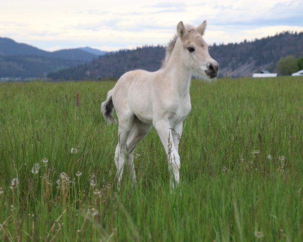 horse DD Grå Perle (Fjord Horse, 2022, from Tsjalle)