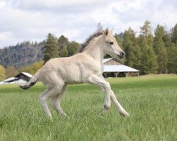 horse DD Sunnyside Valentina (Fjord Horse, 2022, from Tsjalle)