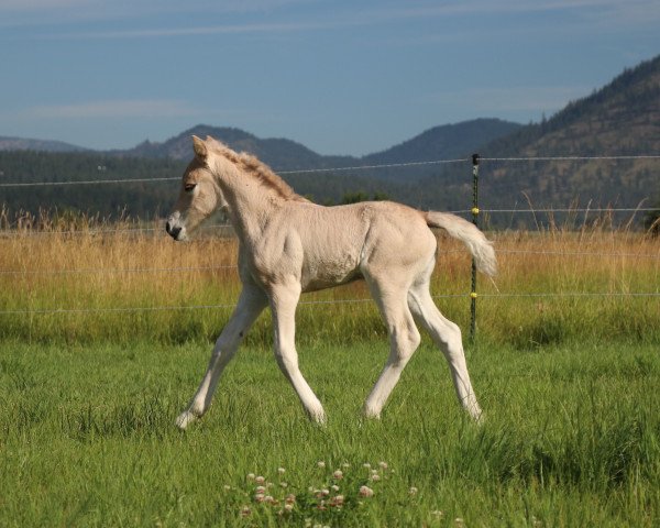 Pferd DD Matilda (Fjordpferd, 2022, von OFI Siljar)