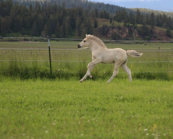 horse DD Finja (Fjord Horse, 2022, from Tsjalle)