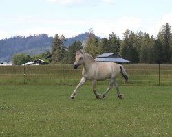 horse DD Sunnyside Vivian (Fjord Horse, 2021, from OFI Siljar)