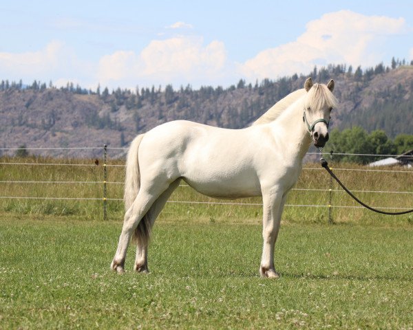 horse DD Hera (Fjord Horse, 2021, from Tsjalle)