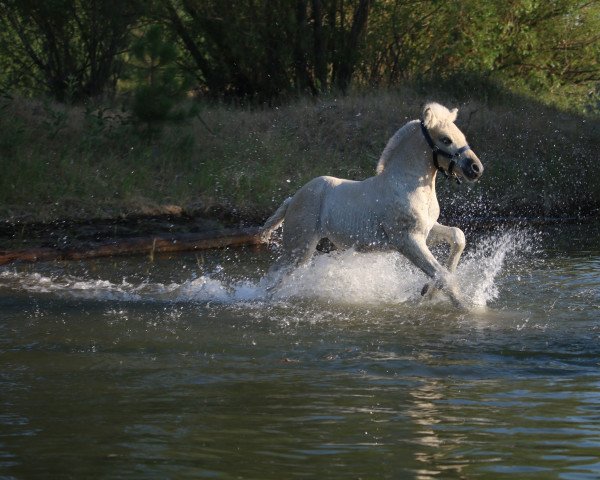 Pferd DD Spartan (Fjordpferd, 2021, von OFI Siljar)