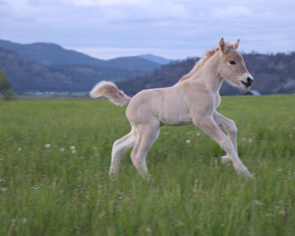 Pferd DD Linnea (Fjordpferd, 2022, von Gio)