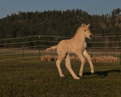 horse DD Trajan (Fjord Horse, 2021, from Tsjalle)