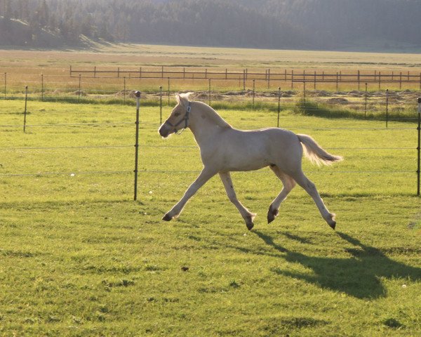 horse DD Galant (Fjord Horse, 2022, from Gio)