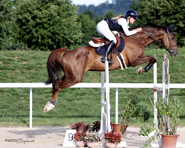 jumper Karino de La Pomme (Brandenburg, 2016, from Kasanova de La Pomme)