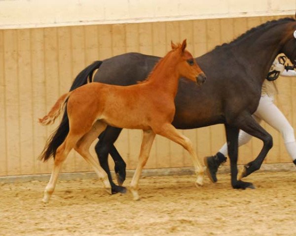 dressage horse Viva la Vida W (German Riding Pony, 2011, from Veltin)