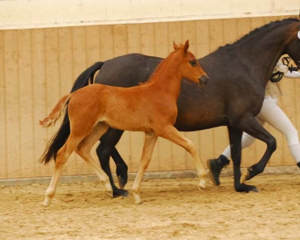 Dressurpferd Viva la Vida W (Deutsches Reitpony, 2011, von Veltin)