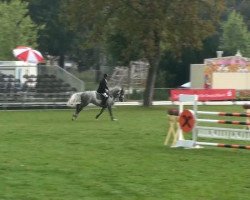 dressage horse Livorno (German Sport Horse, 2005, from Limoncello I)