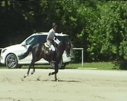 jumper Chanel 402 (Hanoverian, 2006, from Contendro I)