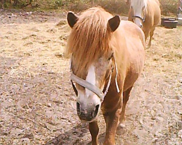 Springpferd Casper (Koninklijk Warmbloed Paardenstamboek Nederland (KWPN), 2007, von Wizzerd)