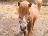 jumper Casper (KWPN (Royal Dutch Sporthorse), 2007, from Wizzerd WV)