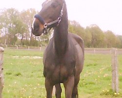 broodmare Cosmic Girl (Oldenburg,  , from Careras)