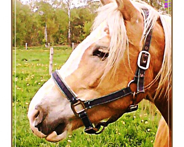 Pferd Santana (Haflinger, 2002)