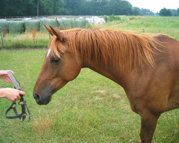 horse Madleen (German Riding Pony, 1995, from Galant)
