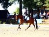 dressage horse Vinca Il Migliore A (Oldenburg, 2018, from Vitalis)