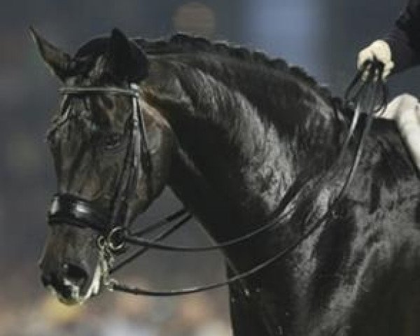 horse Salieri CH (Swiss Warmblood, 1994, from Sinklair)