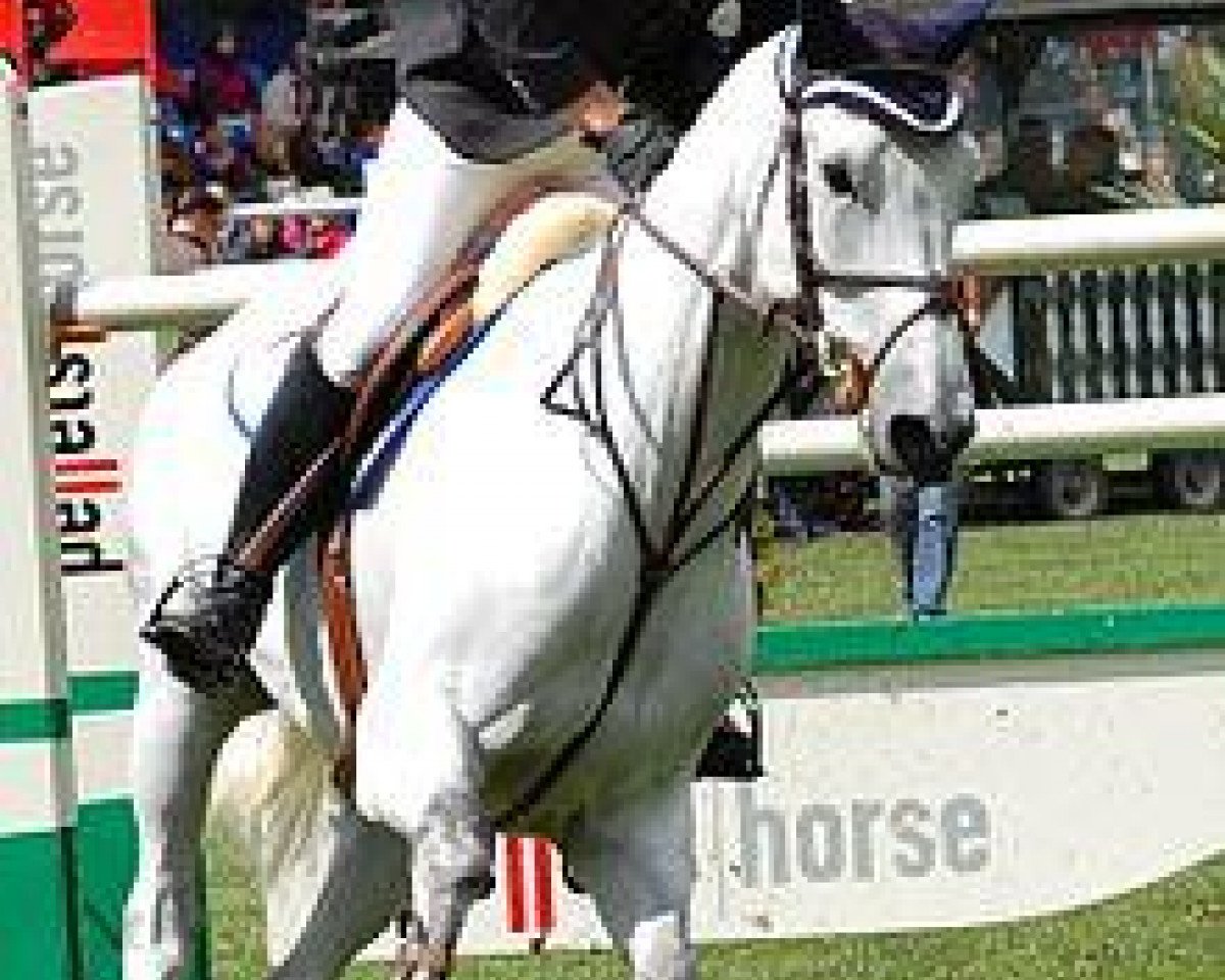 jumper Tortola (Belgian Warmblood, 2002, from Vigo d'Arsouilles)