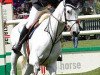 jumper Tortola (Belgian Warmblood, 2002, from Vigo d'Arsouilles)