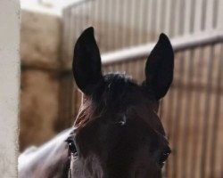 broodmare Bella (Hanoverian, 2008, from Betel xx)