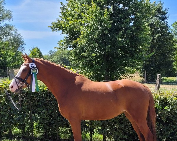 dressage horse Coconut Kiss Deluxe (German Riding Pony, 2019, from Cosmopolitan NRW)