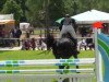 jumper Quinley 2 (Hanoverian, 2008, from Quintender 2)