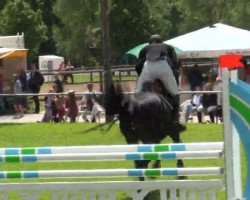 jumper Quinley 2 (Hanoverian, 2008, from Quintender 2)