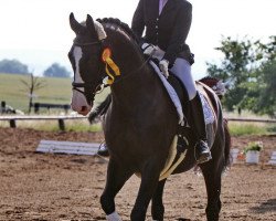 dressage horse Wrede Son of Wie Weltmeyer (Hanoverian, 1999, from Wie Weltmeyer)