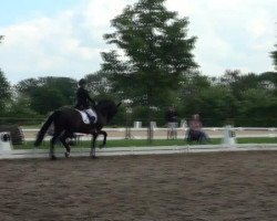 dressage horse Sacharow (Oldenburg, 2008, from Swarovski)