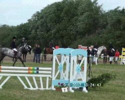 jumper Conorado (Hanoverian, 2004, from Conteur)