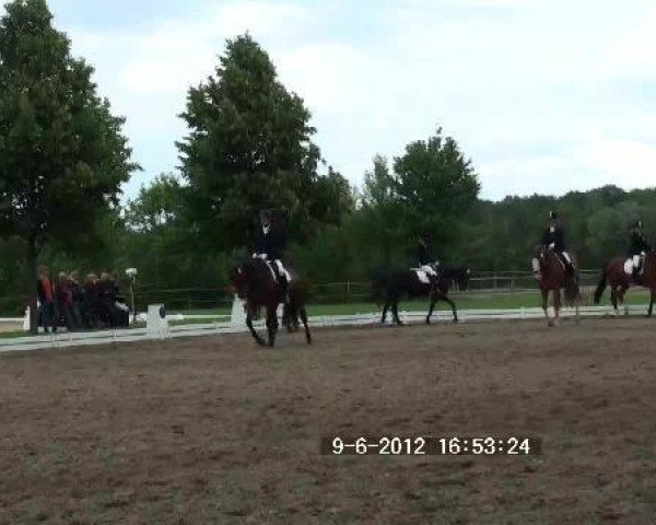 dressage horse Hobbit 25 (Hanoverian, 2007, from Hotline)