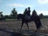 dressage horse Soleado 5 (Hanoverian, 2007, from Sandro Hit)