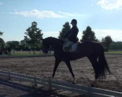 dressage horse Soleado 5 (Hanoverian, 2007, from Sandro Hit)