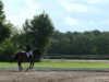 dressage horse Finnlay (Hanoverian, 2007, from First Junior)