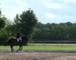 dressage horse Finnlay (Hanoverian, 2007, from First Junior)