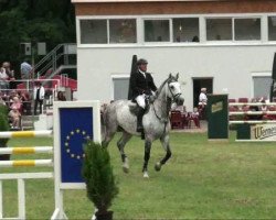 jumper Almatino 5 (German Warmblood, 2000, from Acord II)