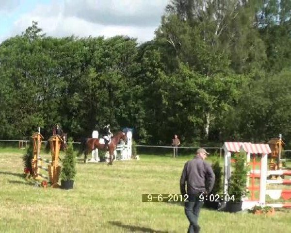 Springpferd Visco (Kleines deutsches Reitpferd, 2004, von Vario)