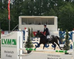 broodmare Samiroquai (Oldenburg show jumper, 2007, from Stakkato)